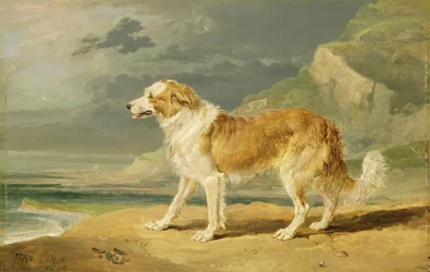 Ruwharige Collie, 1809